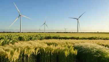 A field of bioenergy crops growing under the sun with wind turbines turning in the background, illustrating the integration of renewable energy sources in Australia's landscape.