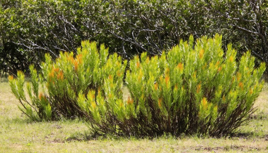 Rows of native Australian plants grown as sustainable bioenergy crops