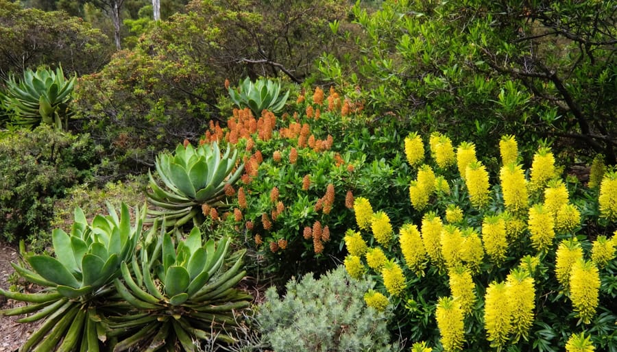 "Beautiful Australian native garden featuring Banksia and Grevillea plants in a sustainable landscape design."