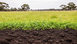 Ground-level view of dark healthy soil covered with green pasture in an Australian grazing paddock, with trees and fence line blurred in the distance.